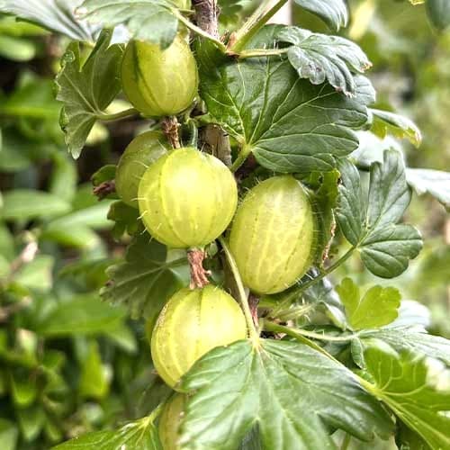 Kosmulja Invicta slika 1 članek 7647