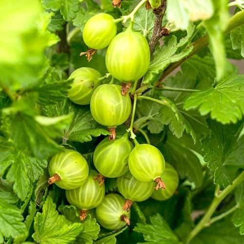 Kosmulja Mucurines slika 1 članek 7646