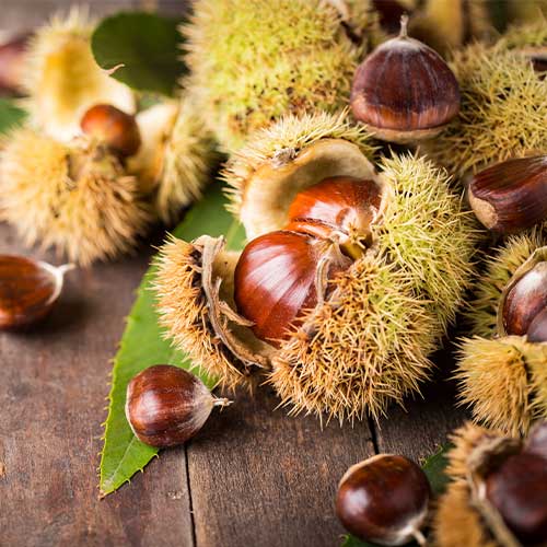 Kostanj Melivoias, С2 slika 1 članek 4860