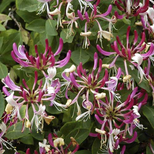 Kosteničevje Fragrant Cloud PBR, С2 slika 1 članek 8230