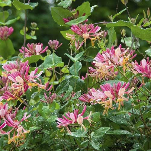 Kosteničevje Goldflame, С2 slika 1 članek 8231