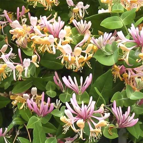 Kosteničevje Inga, С2 slika 1 članek 8228