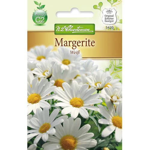 Krizantema White slika 1 članek 78972