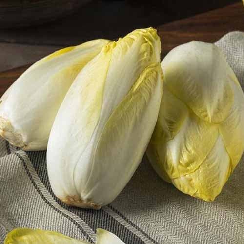 Krmna cikorija, radič Witloof slika 1 članek 96502