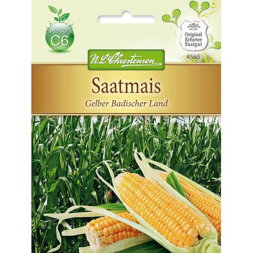 Krmna koruza Yellow Baden country slika 1 članek 78883