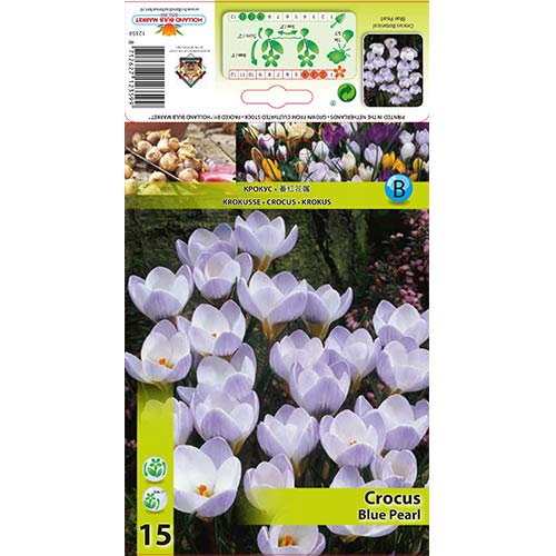 Žafran Blue Pearl slika 1 članek 67327