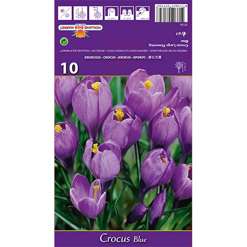 Žafran Giant Blue slika 1 članek 67615