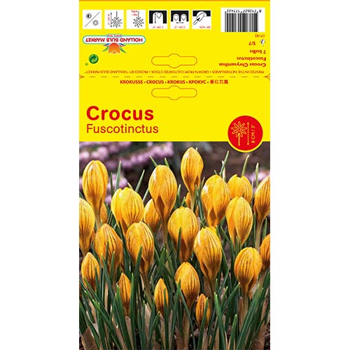 Žafran Fuscotinctus slika 1 članek 67539