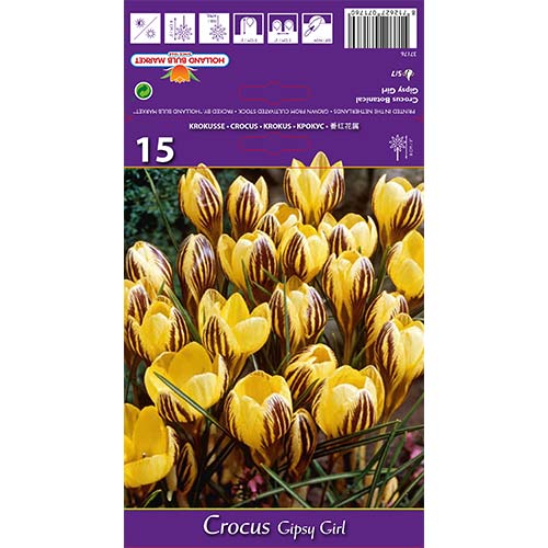 Žafran Gypsy Girl slika 1 članek 67617