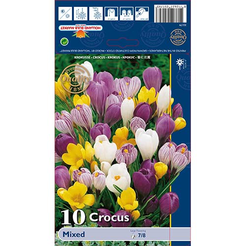 Žafran Spring Bloomer, mešanica slika 1 članek 68015