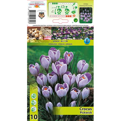 Žafran Pickwick slika 1 članek 67335