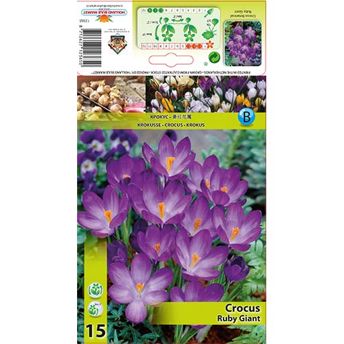 Žafran Ruby Giant slika 1 članek 67338