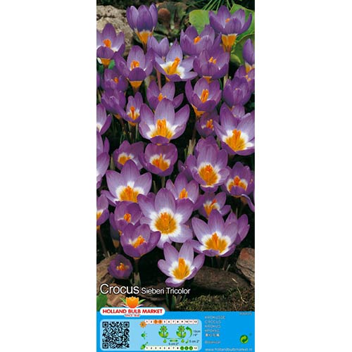 Žafran Tricolor slika 1 članek 67620