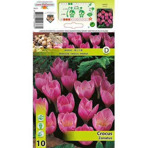 Žafran Zonatus slika 1 članek 67345