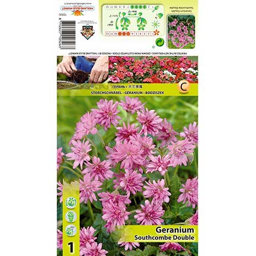 Krvomočnica (Geranium) Southcombe Double slika 1 članek 70391