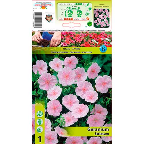 Krvomočnica (Geranium) Striatum slika 1 članek 76584