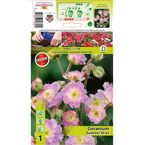 Krvomočnica (Geranium) Summer Skies slika 1 članek 76242