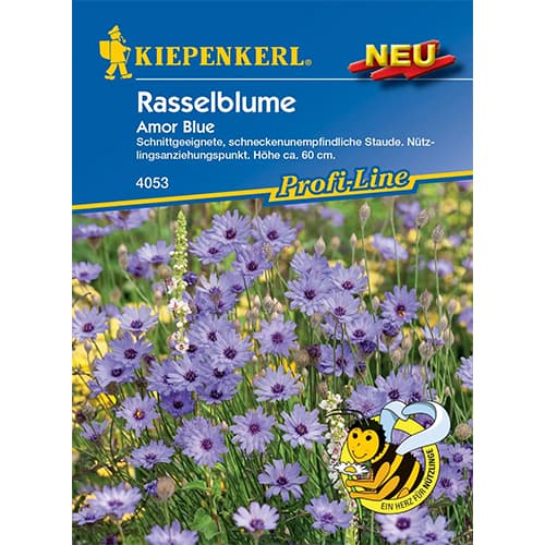 Kupidov Dart (Catananche) Amor Blue slika 1 članek 87757