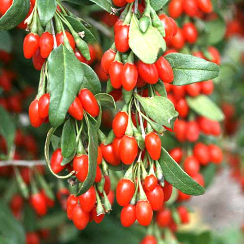 Kustovnica (Lycium) slika 1 članek 77817