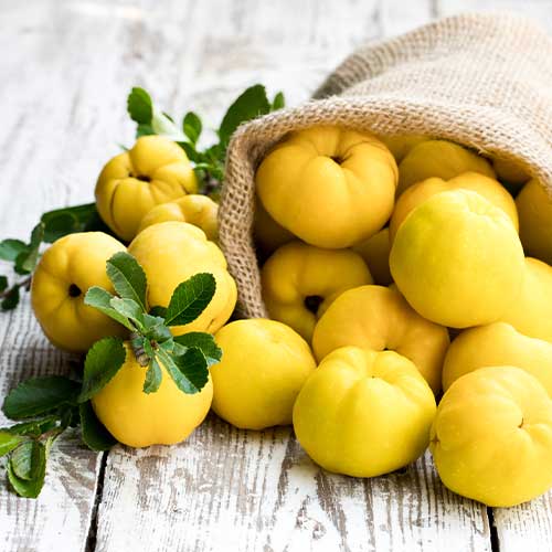 Kutina Smyrni slika 1 članek 6943