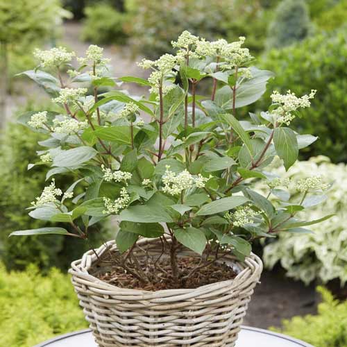 Latnata hortenzija Early Harry PBR, С3 slika 1 članek 8542