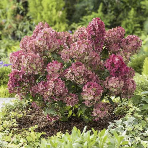 Latnata hortenzija Great star ®, С4,5 slika 1 članek 7720