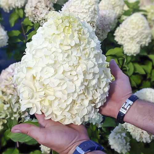 Latnata hortenzija Hercules PBR, С2 slika 1 članek 8221