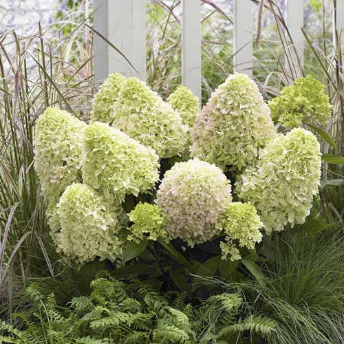 Latnata hortenzija Little Fresco PBR, С2 slika 1 članek 8223