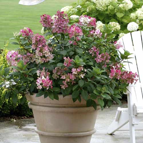 Latnata hortenzija Little Quick Fire PBR, С3 slika 1 članek 8544