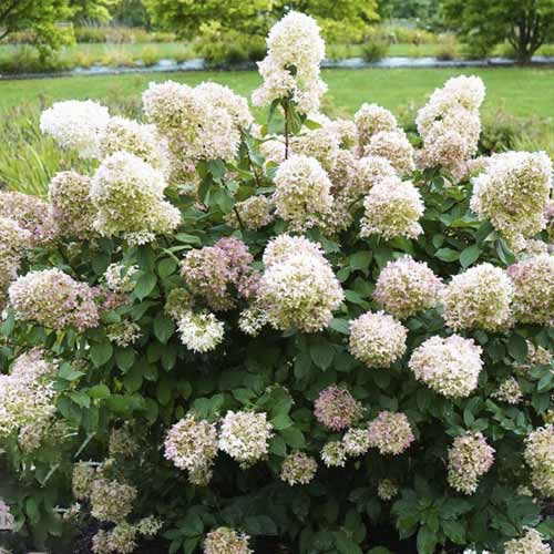 Latnata hortenzija Magical Candle PBR, С3 slika 1 članek 8545