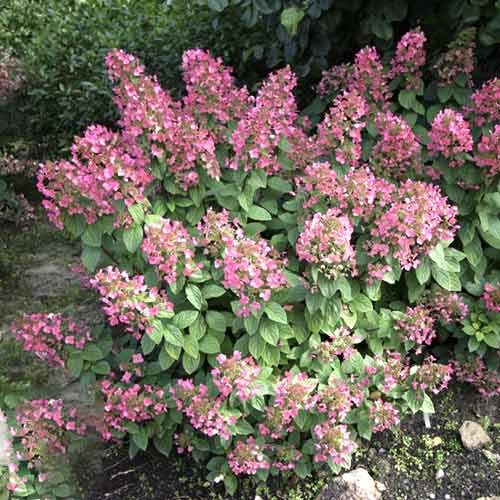 Latnata hortenzija Magical Fire PBR, С3 slika 1 članek 8546