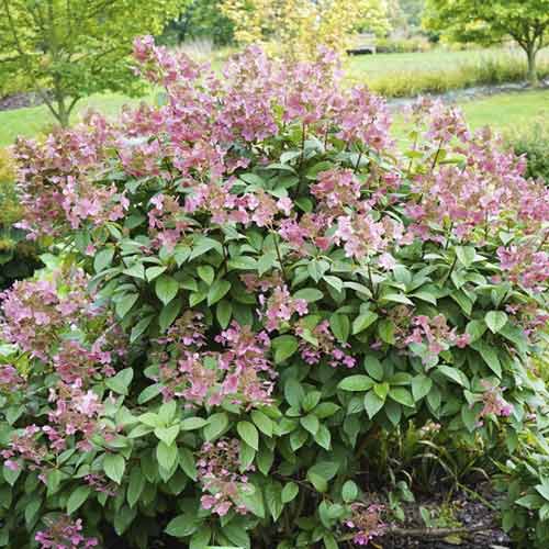 Latnata hortenzija Magical Flame PBR, С3 slika 1 članek 8547