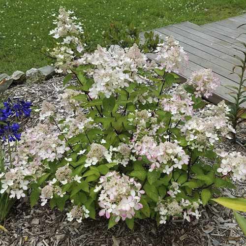 Latnata hortenzija Pastelgreen ®, С4,5 slika 1 članek 7721