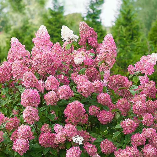 Latnata hortenzija Pink Diamond, P9 slika 1 članek 9669