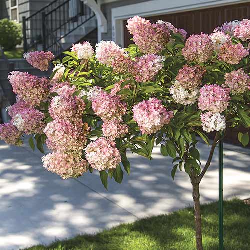 Latnata hortenzija Pink Queen slika 1 članek 7708