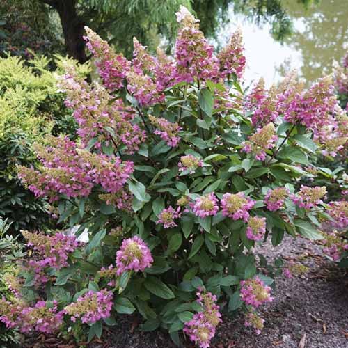 Latnata hortenzija Pinky Winky ® PBR, С7,5 slika 1 članek 8548