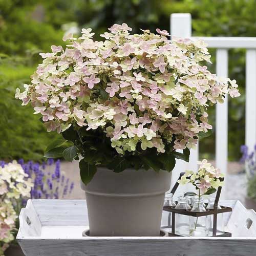 Latnata hortenzija Polestar PBR, С2 slika 1 članek 8226