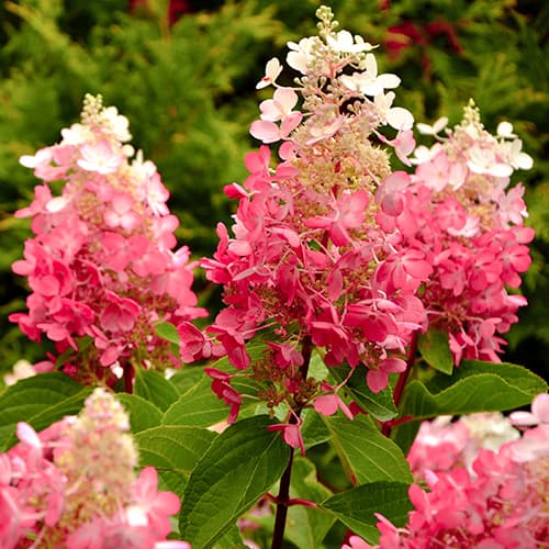 Latnata hortenzija Red Star slika 1 članek 5647