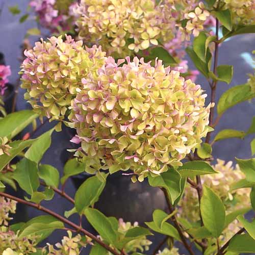 Latnata hortenzija Romantic ace ®, С4,5 slika 1 članek 7723