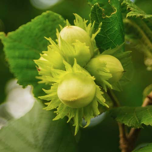 Leska Barcelona, С2 slika 1 članek 7037