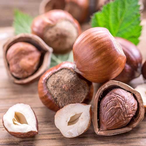 Leska Ennis slika 1 članek 6934