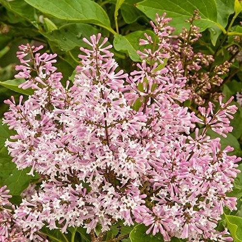 Lila Miss Kim, P9 slika 1 članek 9161