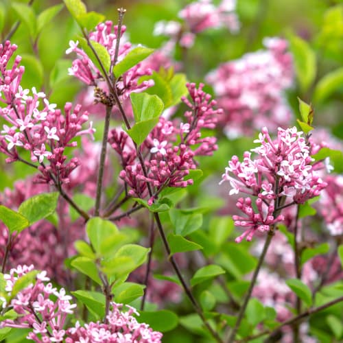 Lila Red Pixie, C2 slika 1 članek 4803