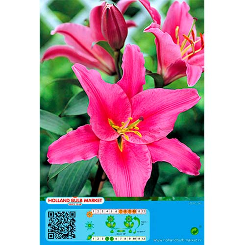 Lily Acapulco slika 1 članek 76465