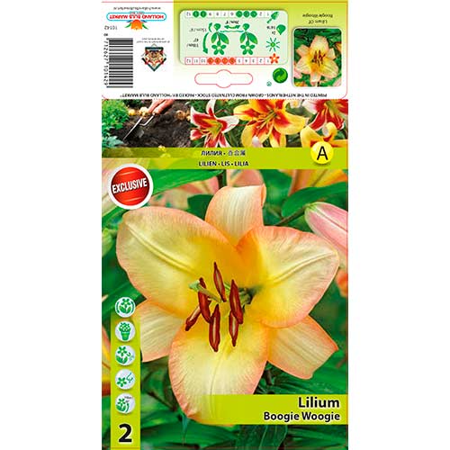 Lilija Boogie Woogie slika 1 članek 70423