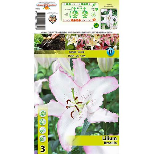 Lilija Brasilia slika 1 članek 70424