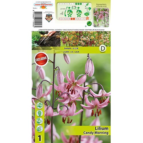 Lilija Candy Morning slika 1 članek 77821