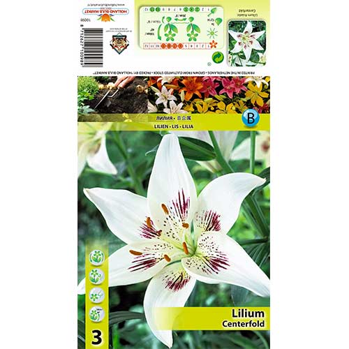 Lilija Centerfold slika 1 članek 70425
