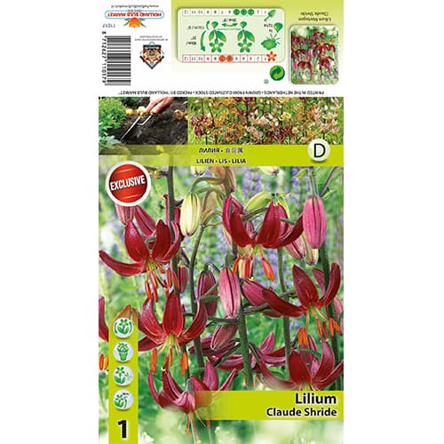 Lilija Claude Shride slika 1 članek 77822