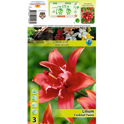 Lilija Cocktail Twins slika 1 članek 70426